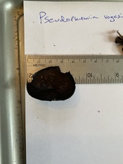 Pseudoplectania vogesiaca