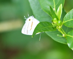 Paiwarria venulius