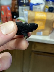 Pseudoplectania vogesiaca