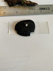 Pseudoplectania vogesiaca