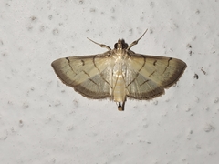Cnaphalocrocis patnalis