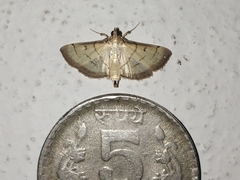 Cnaphalocrocis patnalis