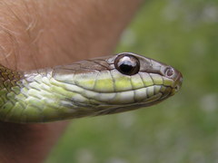Mastigodryas