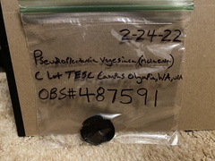 Pseudoplectania vogesiaca