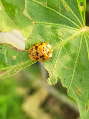 Laccoptera impressa