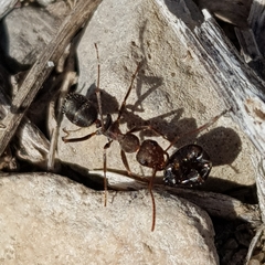 Iberoformica subrufa