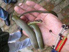 Mastigodryas