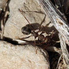Iberoformica subrufa