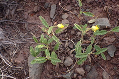 Hermannia althaeoides