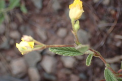 Hermannia althaeoides