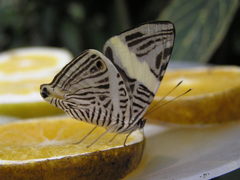 Colobura dirce