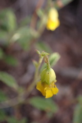 Hermannia althaeoides