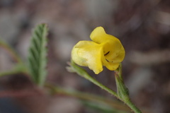 Hermannia althaeoides