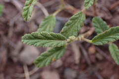 Hermannia althaeoides