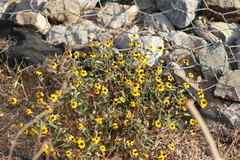 Zinnia maritima