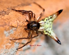 Micrathena annulata