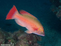 Bodianus scrofa