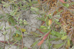 Silene dewinteri
