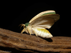 Moresa valkeri