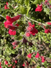 Gambelia