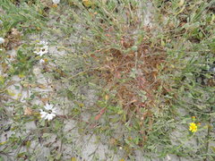 Silene dewinteri