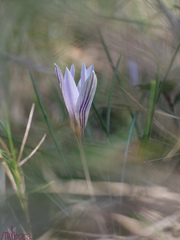 Crocus nevadensis