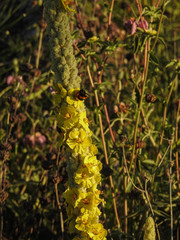 Verbascum giganteum