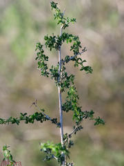 Adenocarpus telonensis