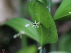 Ruscus hypophyllum