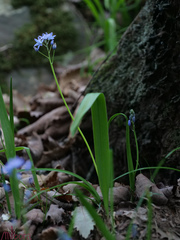 Scilla monophyllos