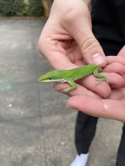 Anolis carolinensis