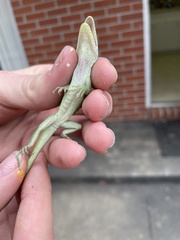Anolis carolinensis