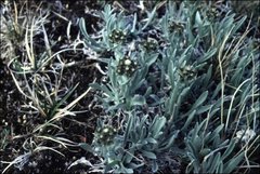 Antennaria alpina