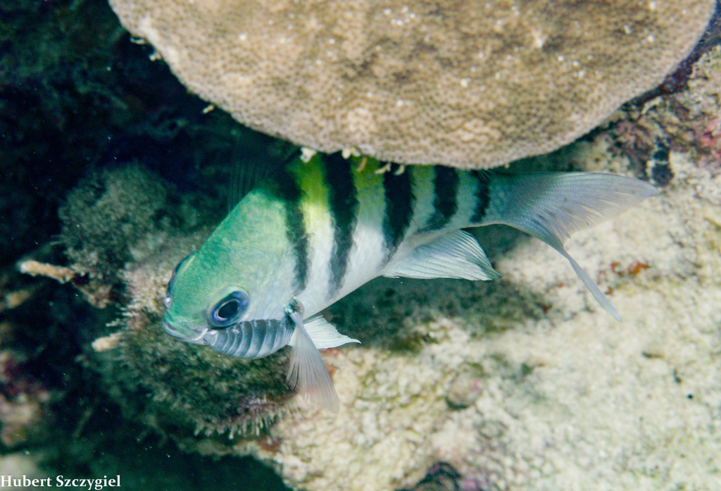 Anilocra abudefdufi