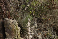 Agave colimana