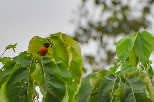 Red-bellied Paradise Flycatcher (Terpsiphone rufiventer), photo 9