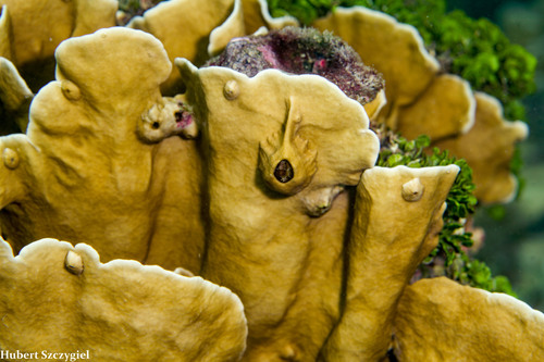 Blade Fire Coral