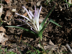 Colchicum androcymbioides