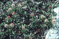 Salix cascadensis