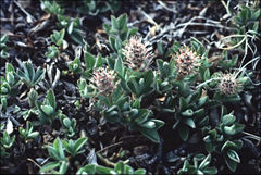 Salix cascadensis