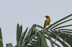 Ploceus brachypterus