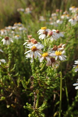 Phymaspermum