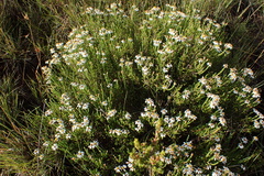 Phymaspermum