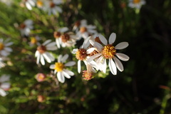 Phymaspermum