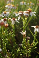 Phymaspermum