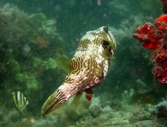 Arothron multilineatus