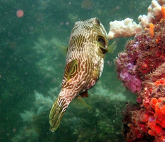 Arothron multilineatus