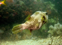 Arothron multilineatus