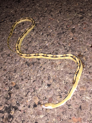 Bogertophis subocularis