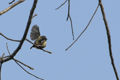 Pogoniulus scolopaceus